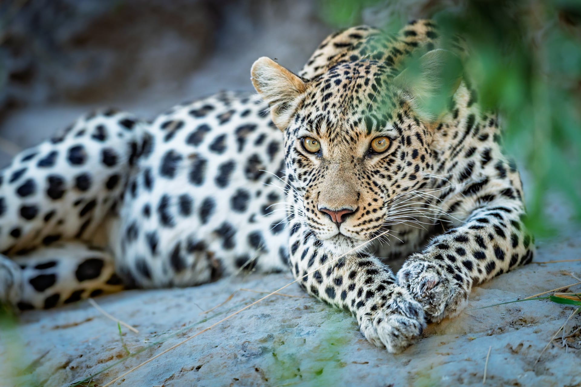 Delta's Edge Namibia Photo Safari with Darren Donovan and Jandre Germishuizen September 2027