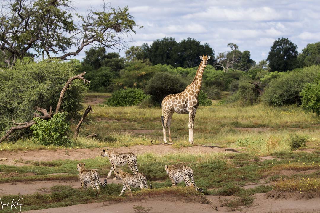 http://www.c4photosafaris.com/uploader/images/2JanetKleyn.jpg