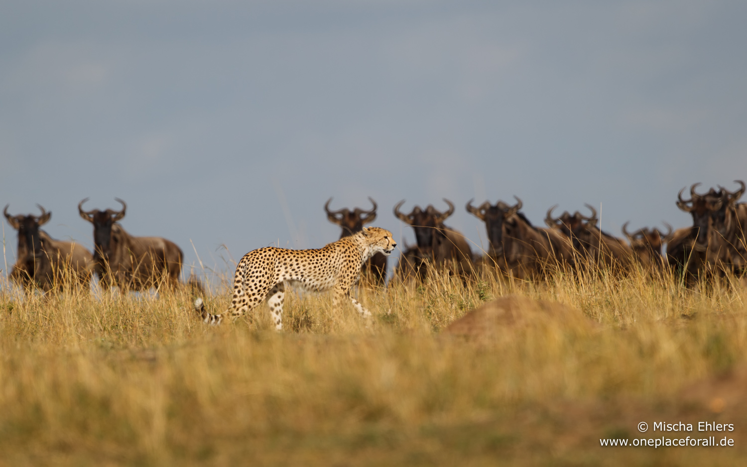 http://www.c4photosafaris.com/uploader/images/Cheetah_in_front_of_wildebeest.jpg