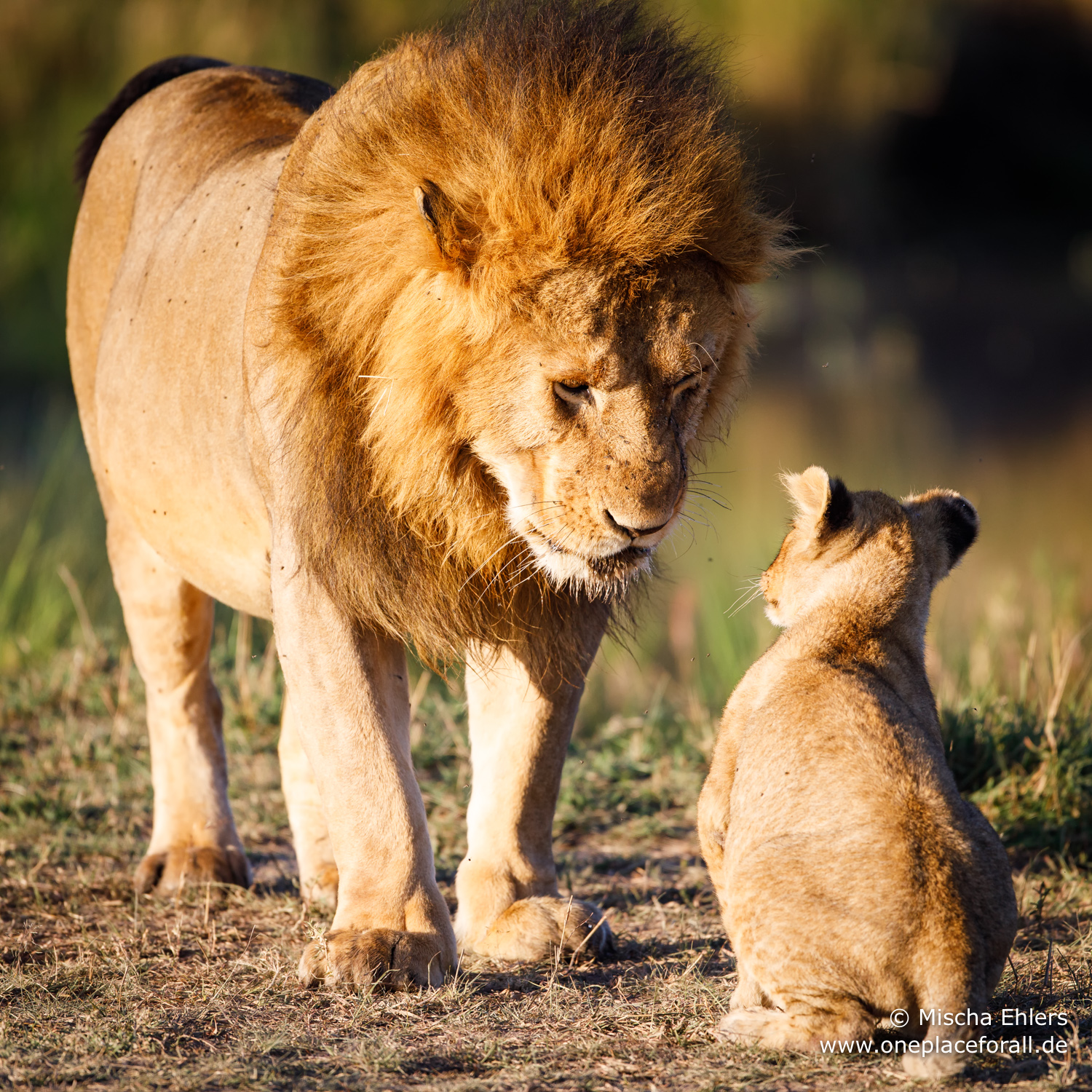 http://www.c4photosafaris.com/uploader/images/Male_Lion_and_Cub.jpg