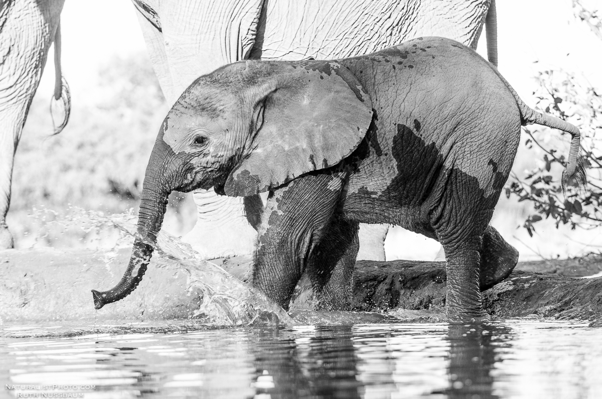 A young elephant slips into the icy water 