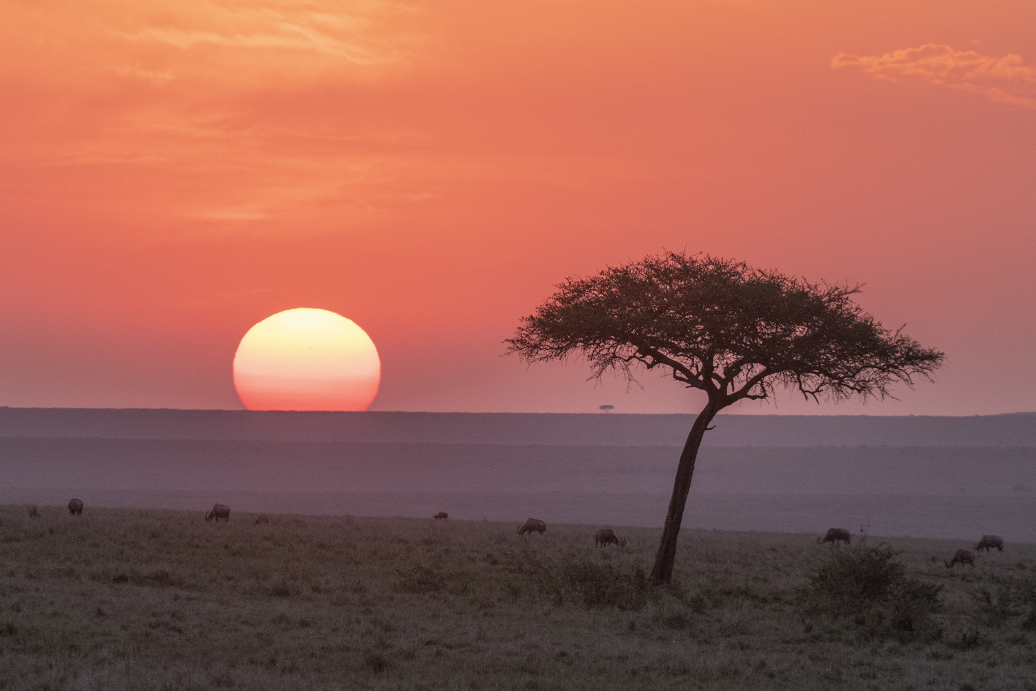The Masai Mara like you have never seen it before