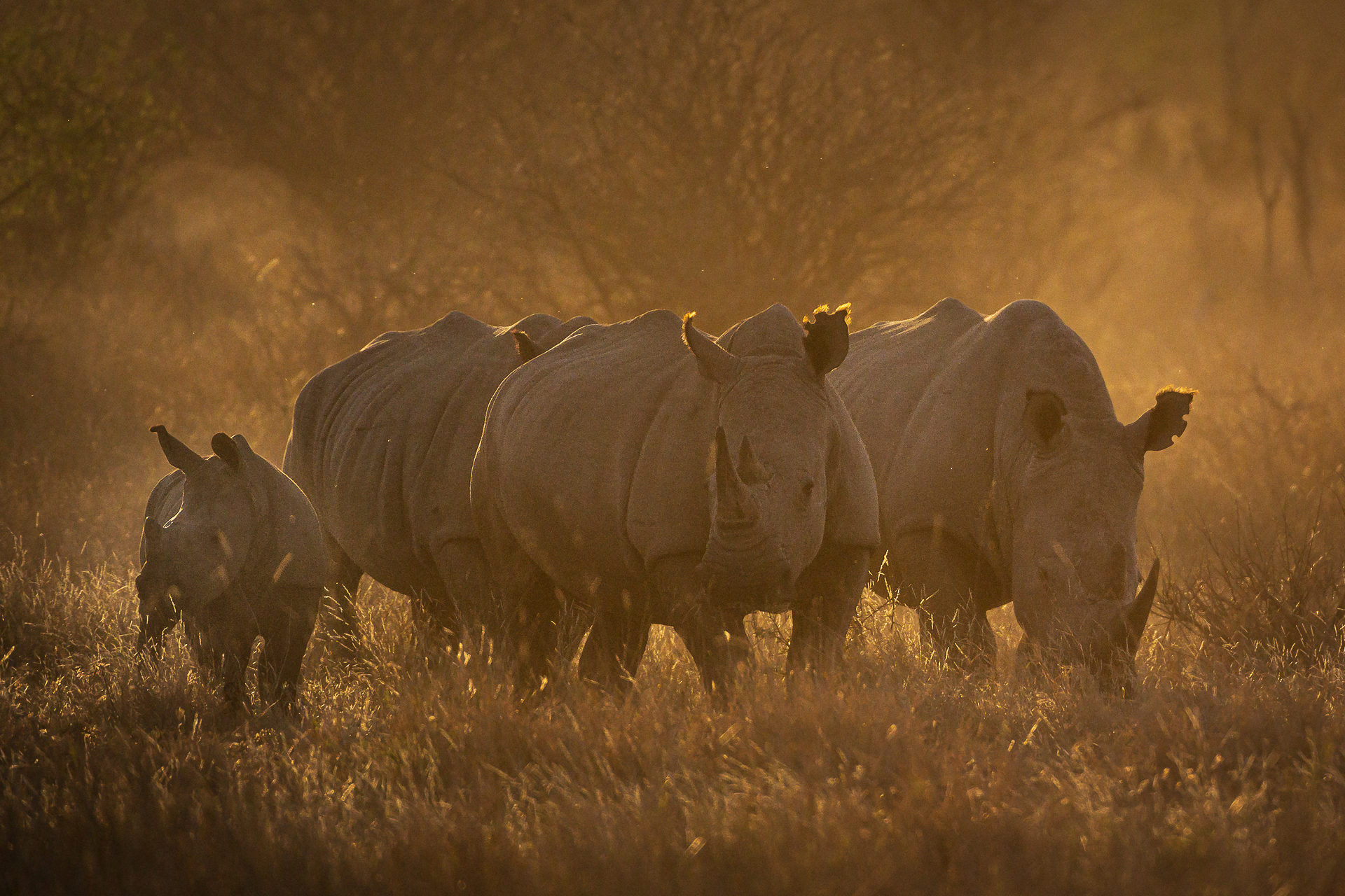Golden grass and Rhinos in Madikwe 