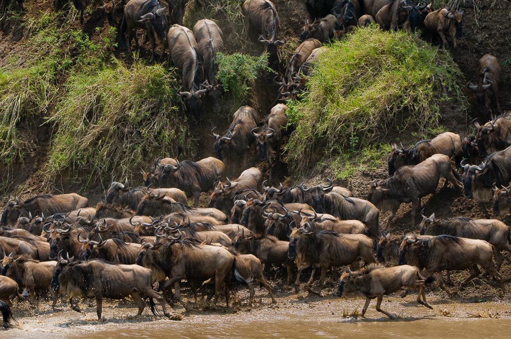 Masai Mara Exclusive Safari 2019