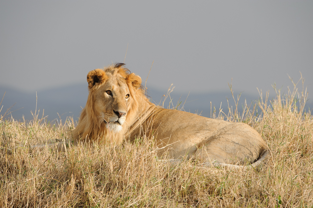 Masai Mara with Jonathan Scott 2018