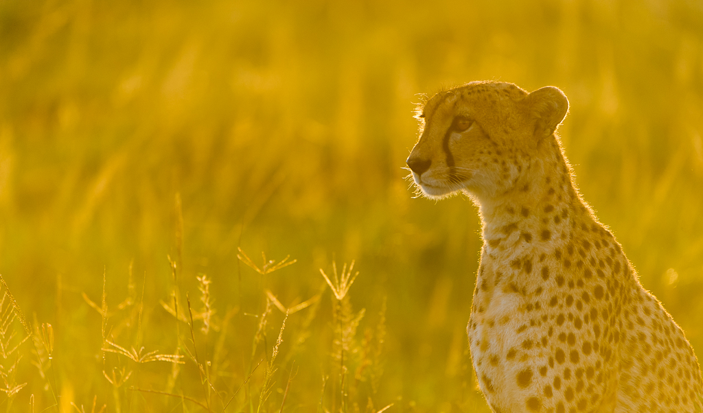 Masai Mara Classic Safari 2019