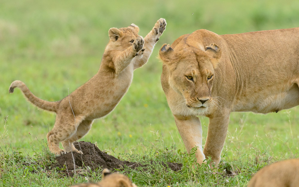 Ultimate Predators of Africa Photo Safari 2019