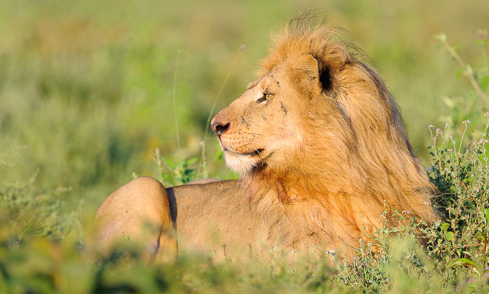Ultimate Predators of Africa Photo Safari 2018