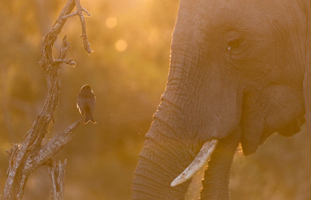 Premier Predator Safari 31 Oct - 8 Nov 2018