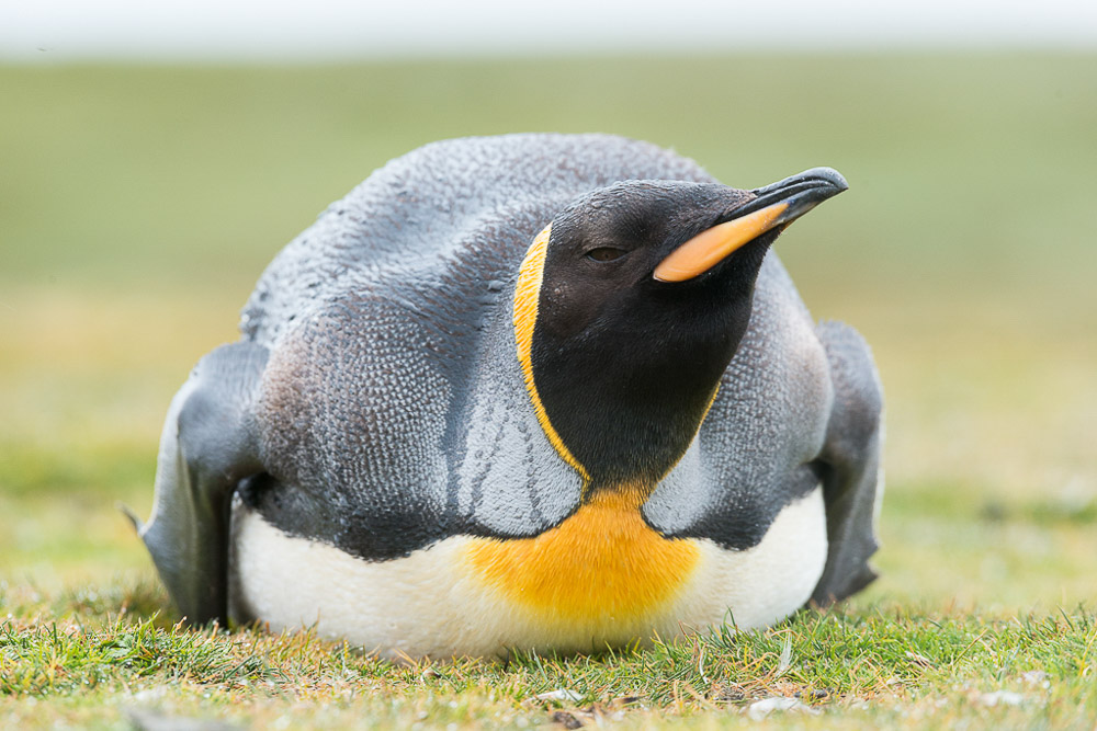 Epic South Georgia 2019