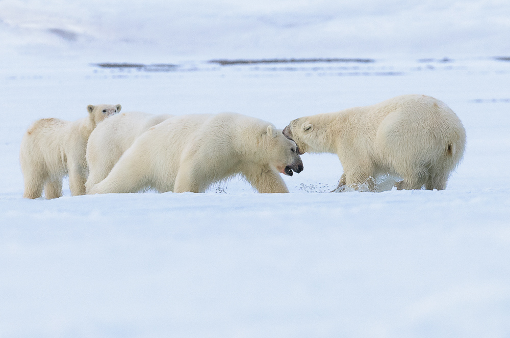 Svalbard Photo Expedition 2019