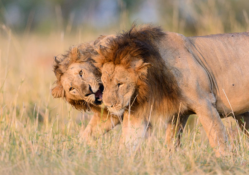 Masai Mara Classic Safari 9-16 Sept 2017