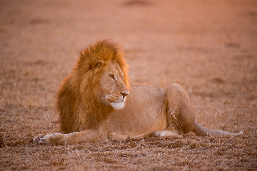 Masai Mara with Jonathan Scott, Rekero 2018