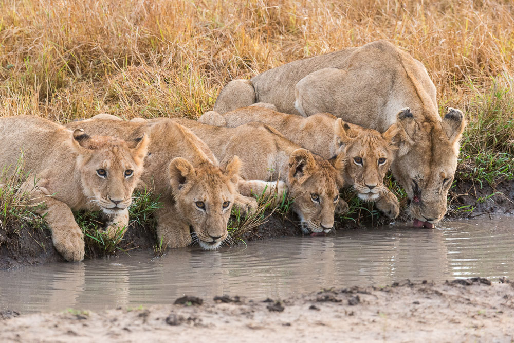 Masai Mara Exclusive Safari 2018