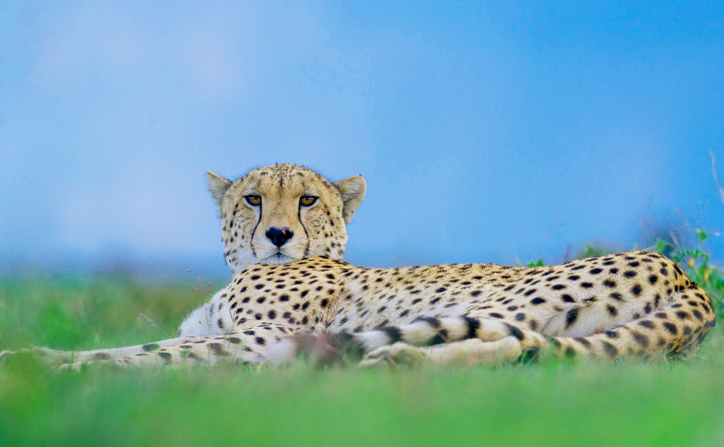 Inimitable Tanzania 2018