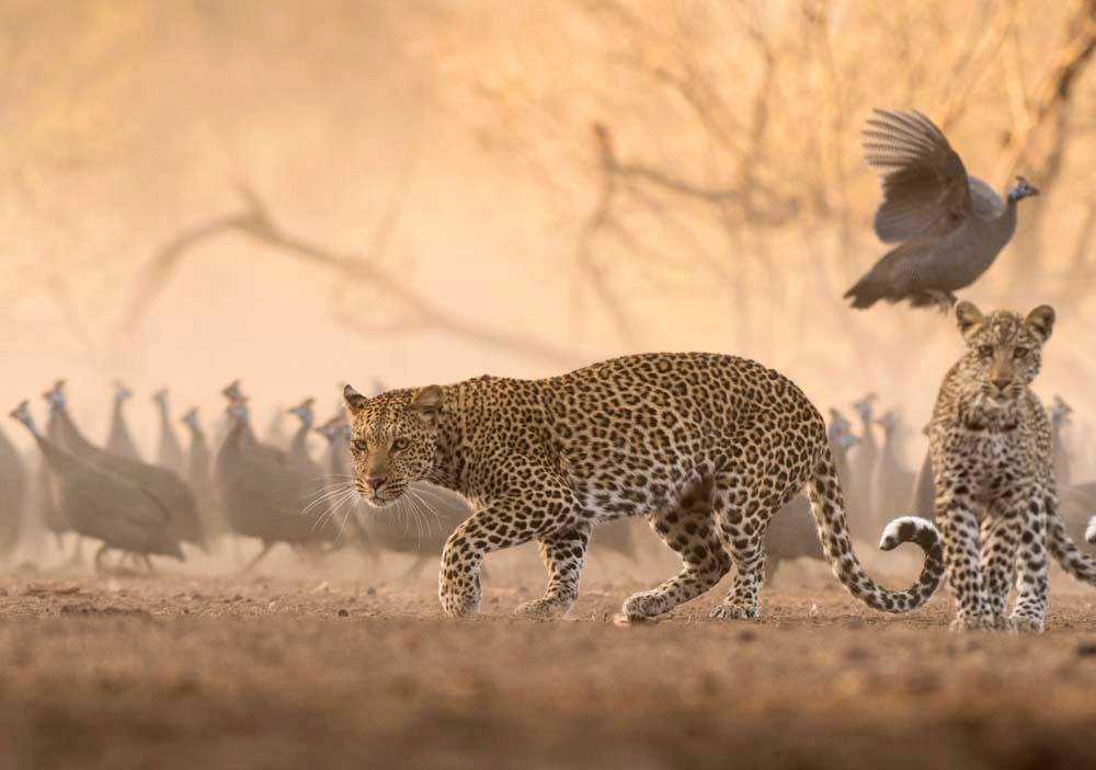 Mashatu Photo Workshop SADC 2018