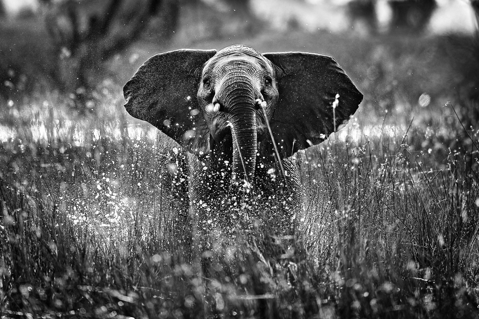 Silver Efex Pro Black and White Editing