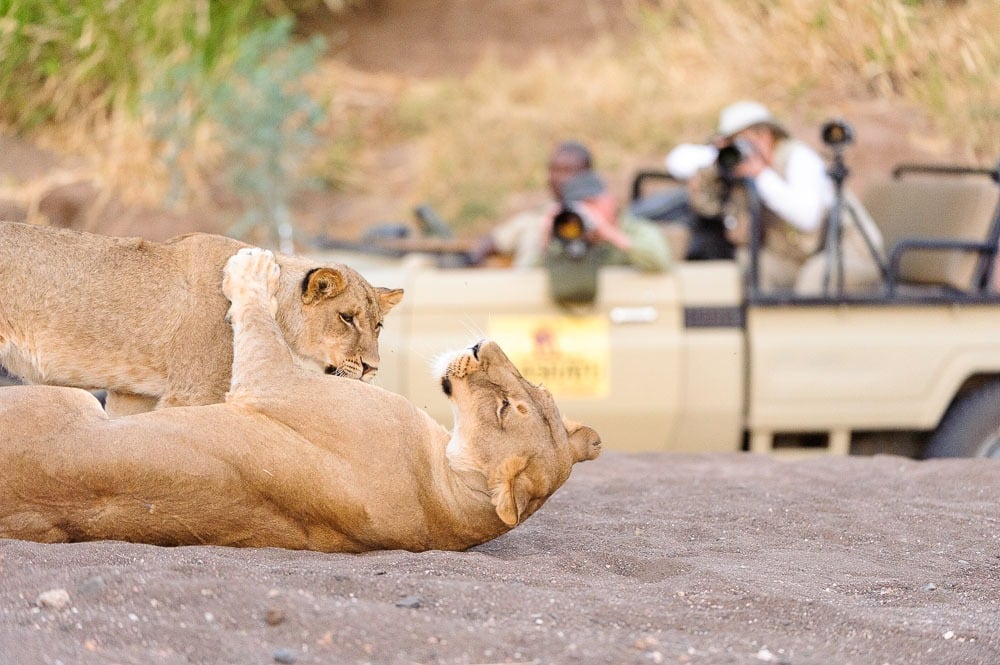 Safari Etiquette for Photographic Safaris