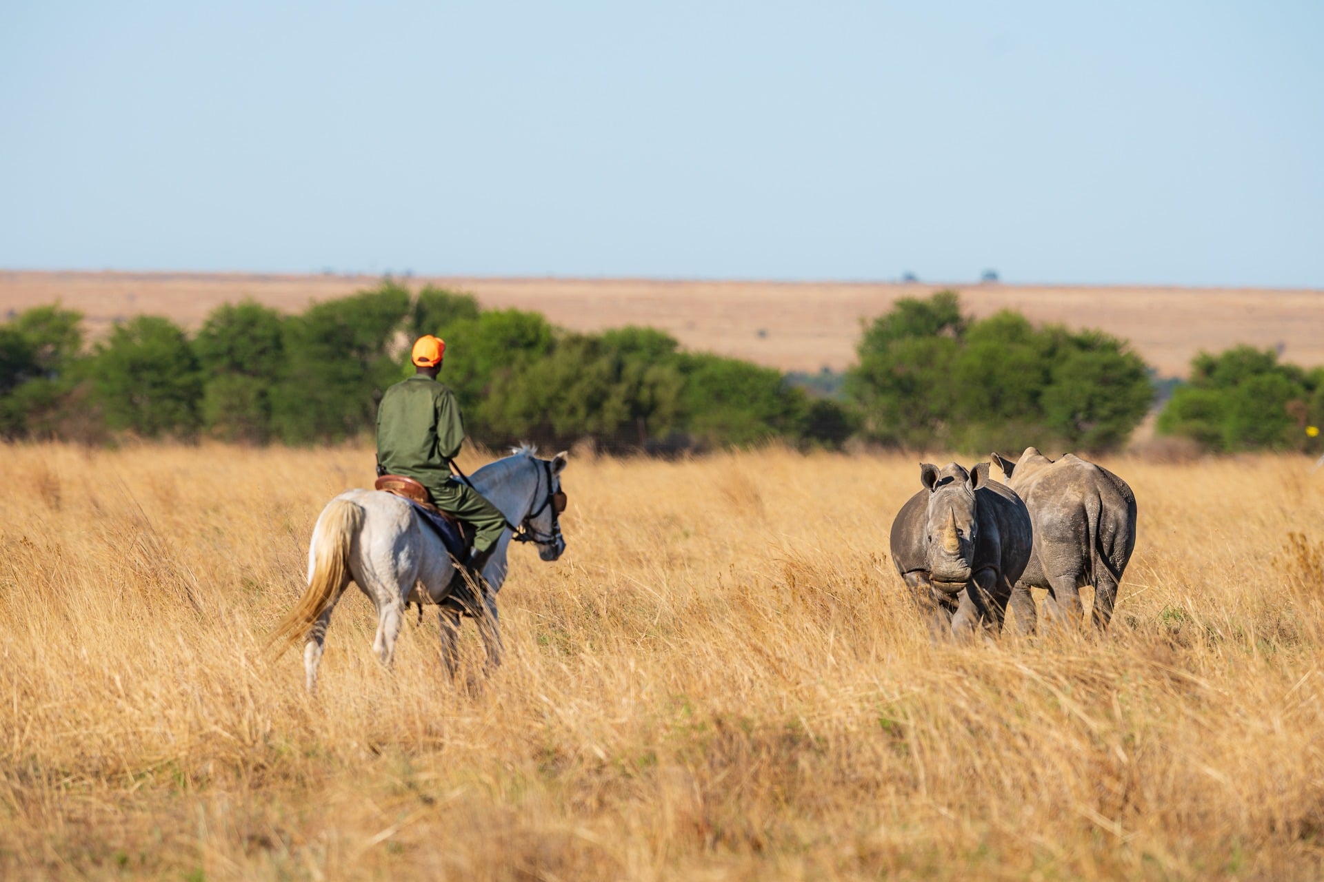 Rewilding Africa: Africa Parks Rhino Conservation Initiative