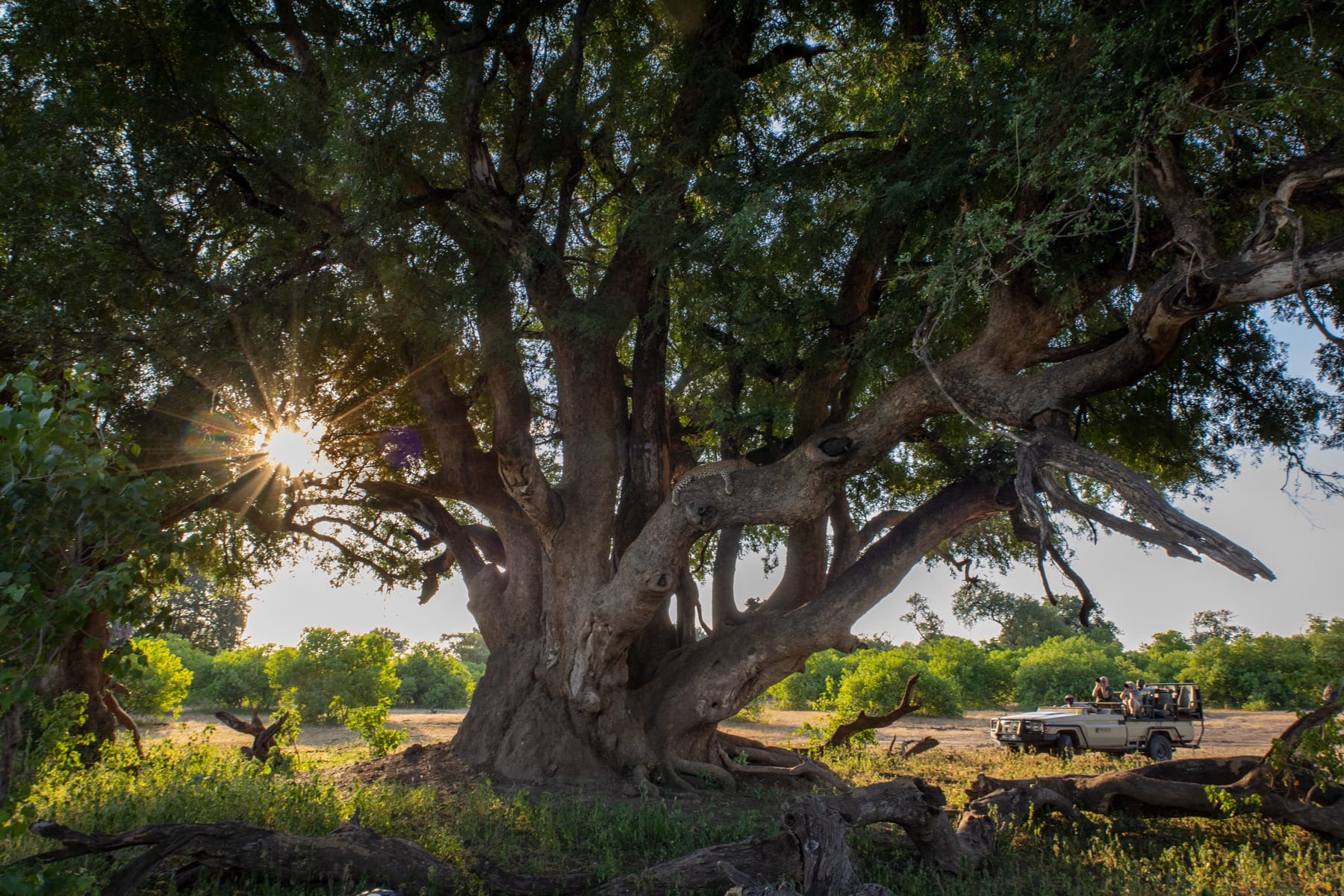Photography Tips for Capturing Big Cats in Africa