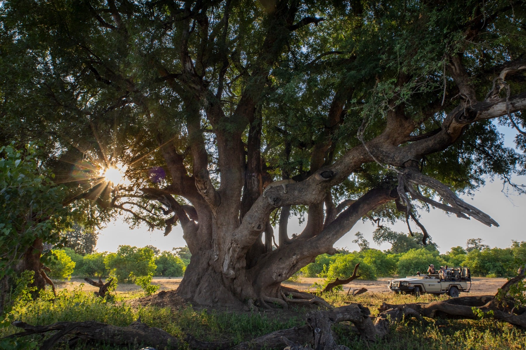 Photography Tips for Capturing Big Cats in Africa