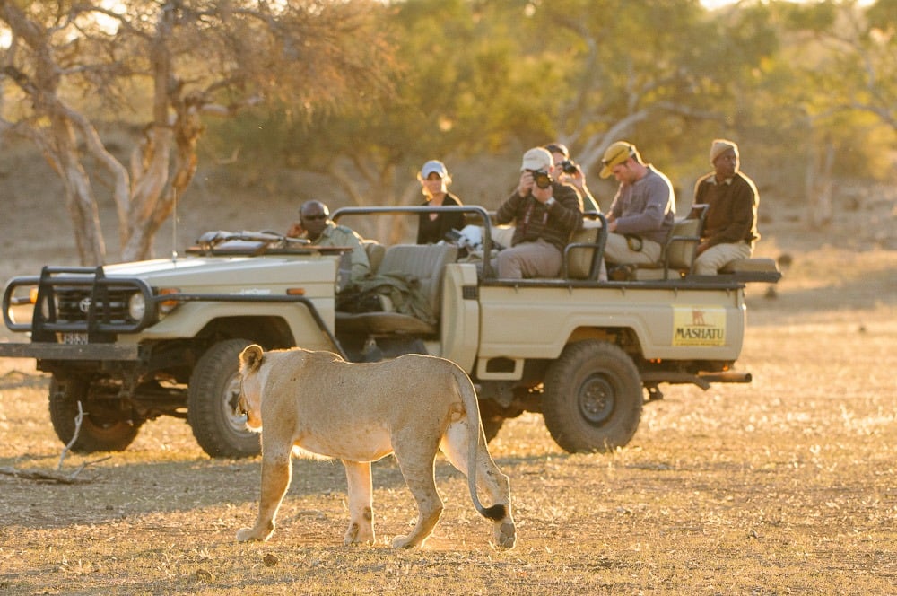 One Bid, Real Impact: Celebrating Conservation Through Guest Support