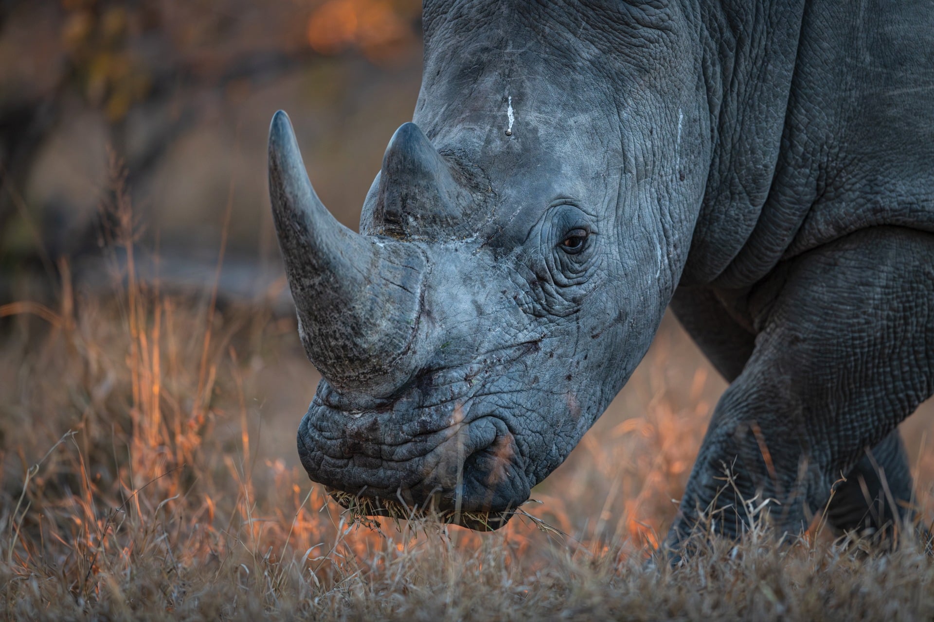 A Timbavati Trip Review
