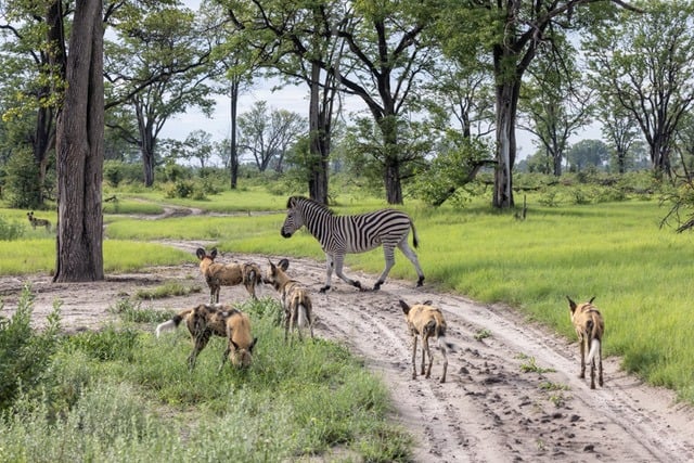 A Green Season Safari Review