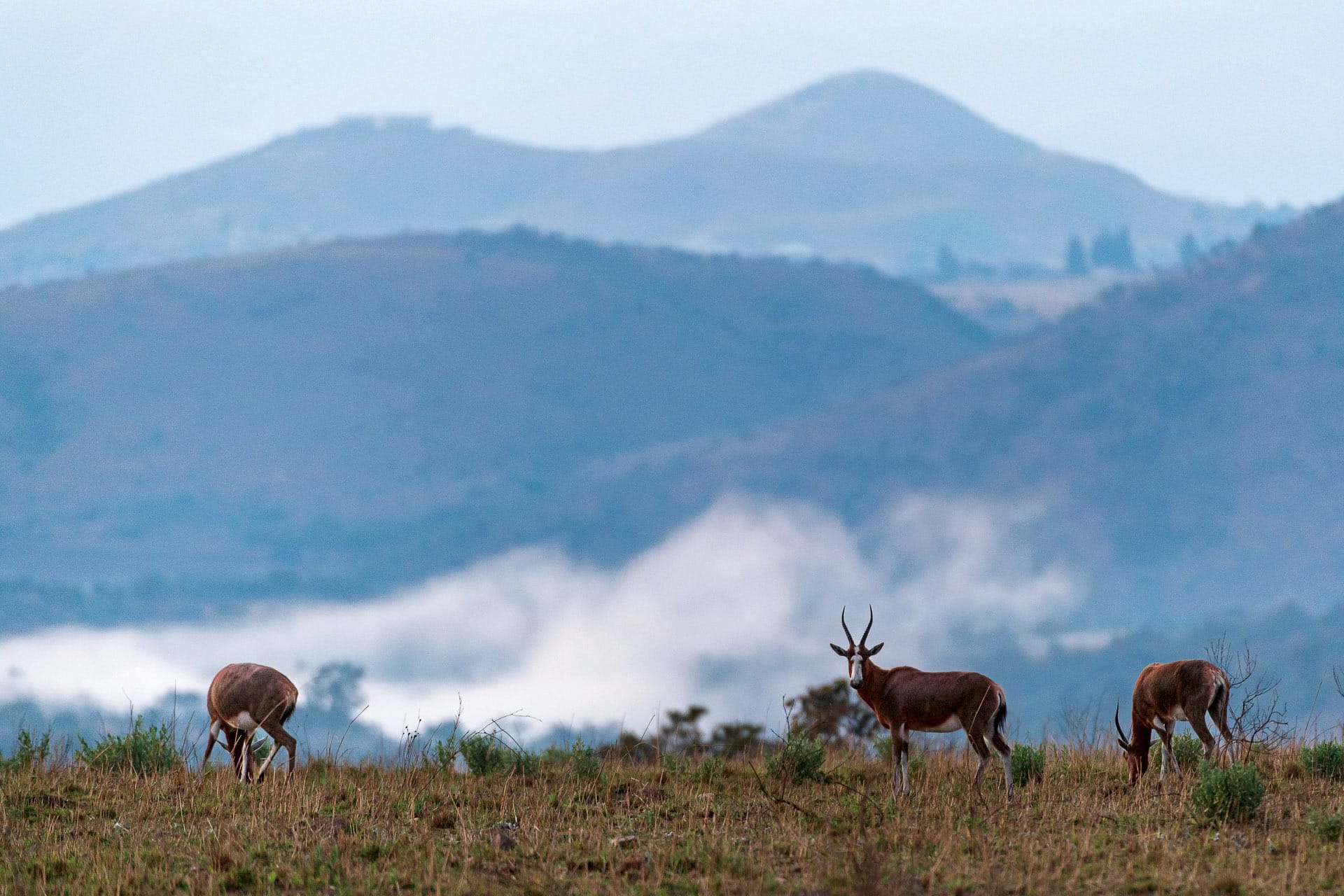 Nkomazi Game Reserve