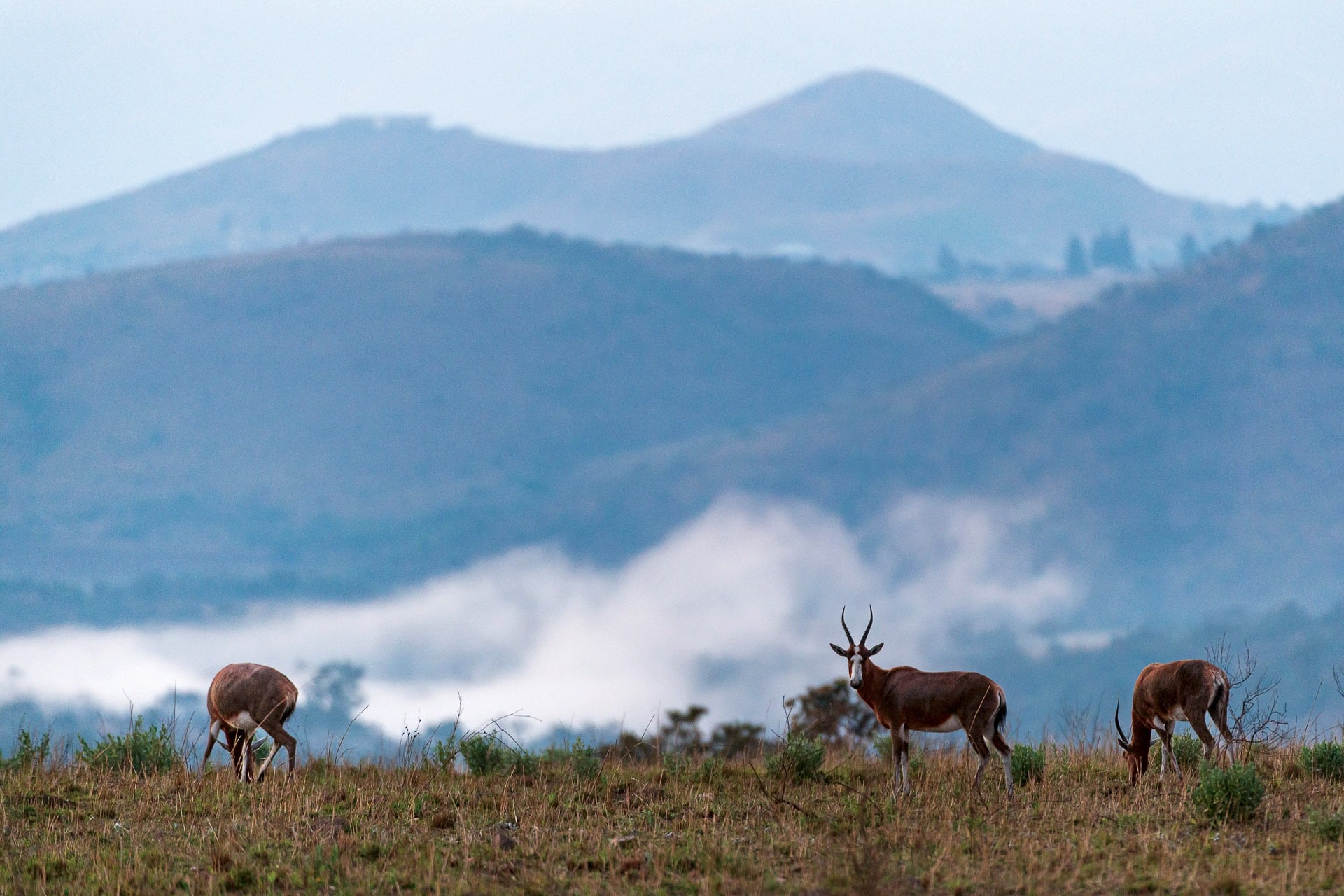 Nkomazi Game Reserve