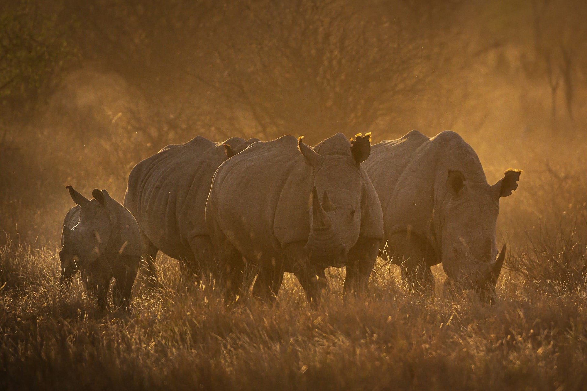 Golden grass and Rhinos in Madikwe