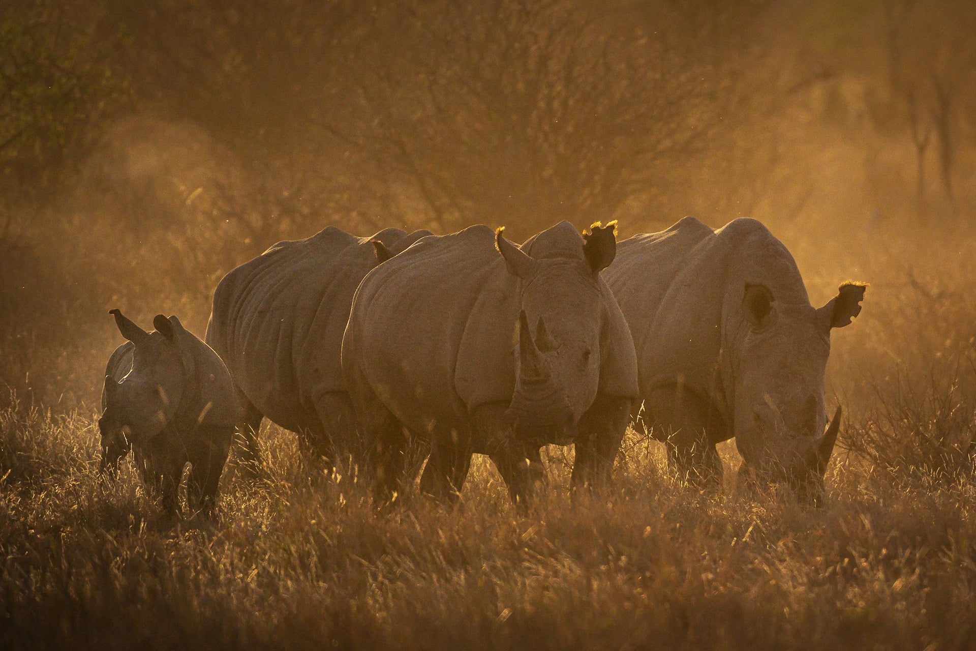 Golden grass and Rhinos in Madikwe