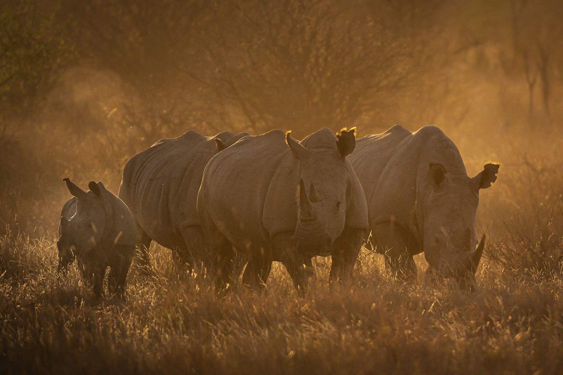 Golden grass and Rhinos in Madikwe