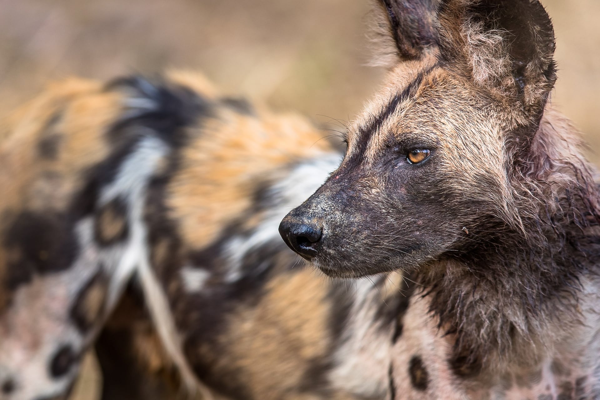 Best of Zambia Photo Safari with Isak Pretorius
