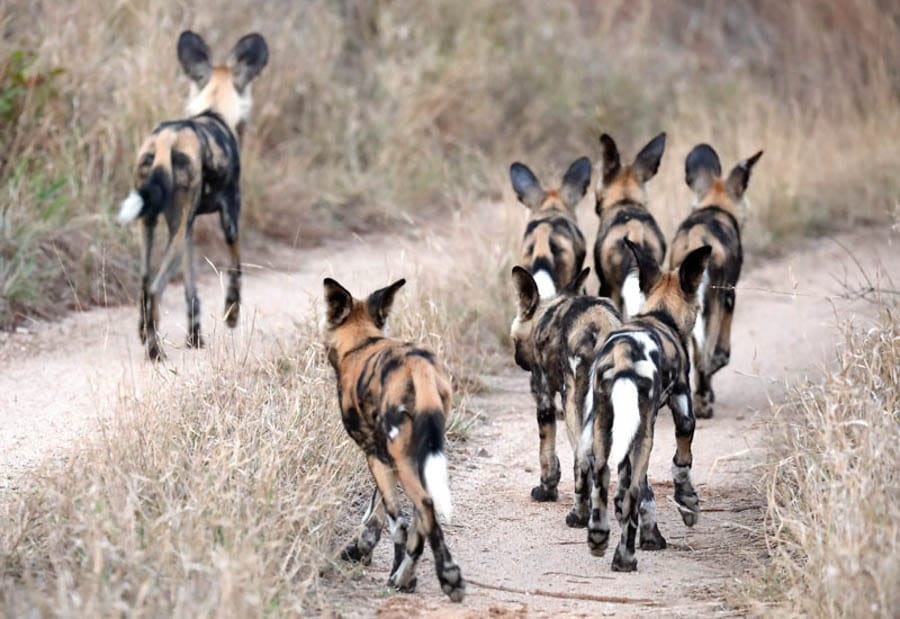 Another trip to Africa