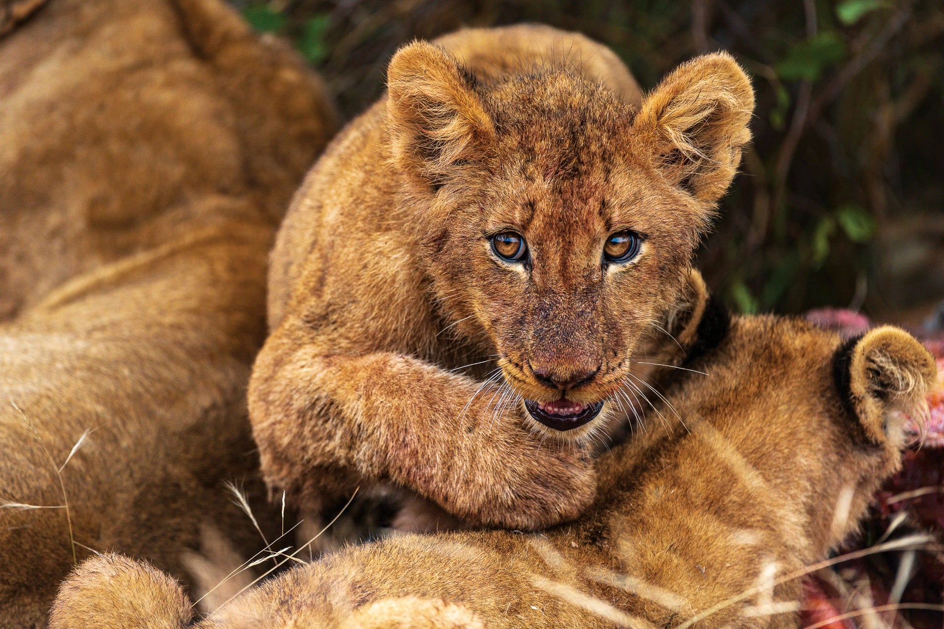 Timbavati Trip Report 2023 - Mother nature's other ideas
