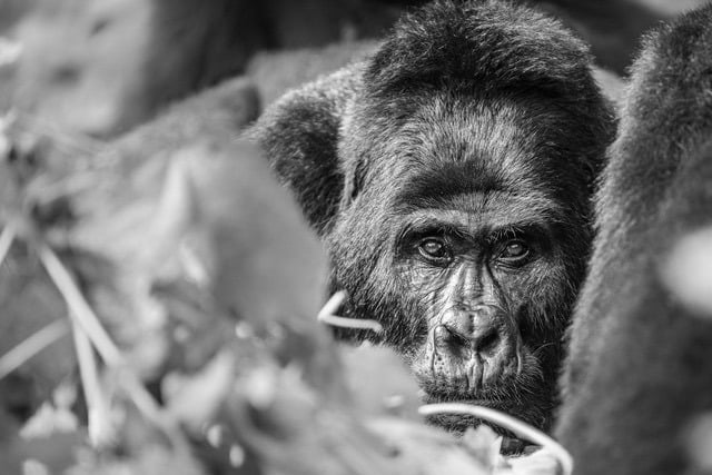 A Safari in Uganda