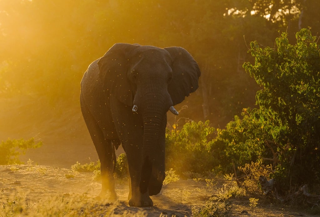 2021 has shone a light on the three pillars of C4: travel, photography and conservation