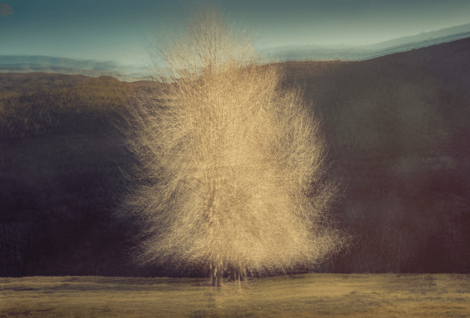 Photography into Art