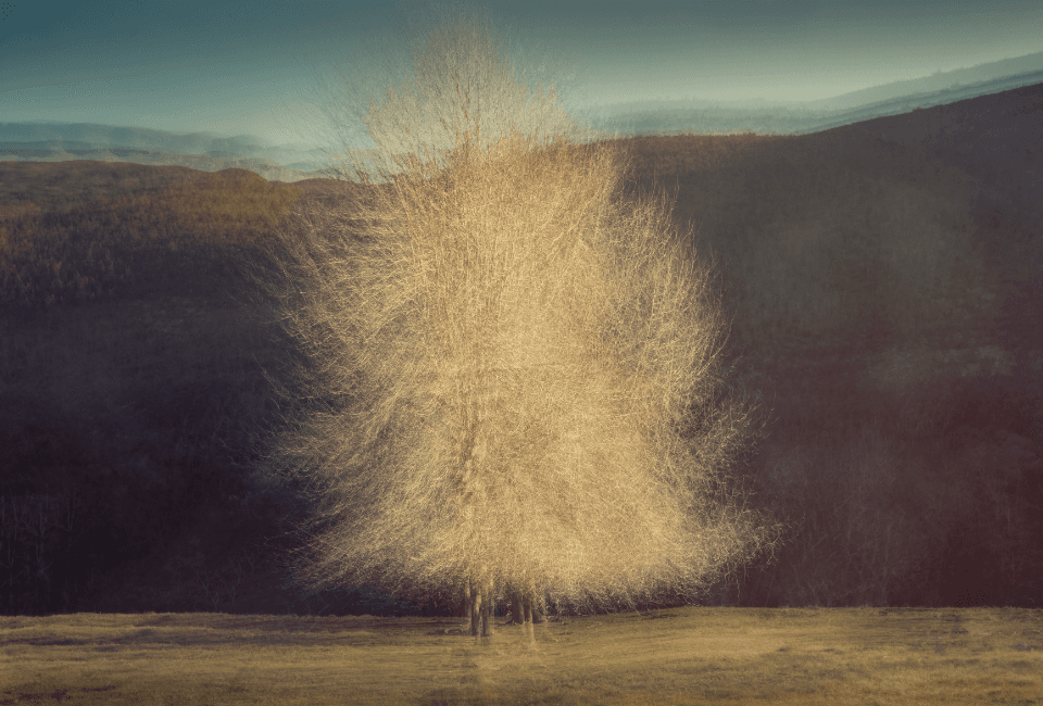 Photography into Art