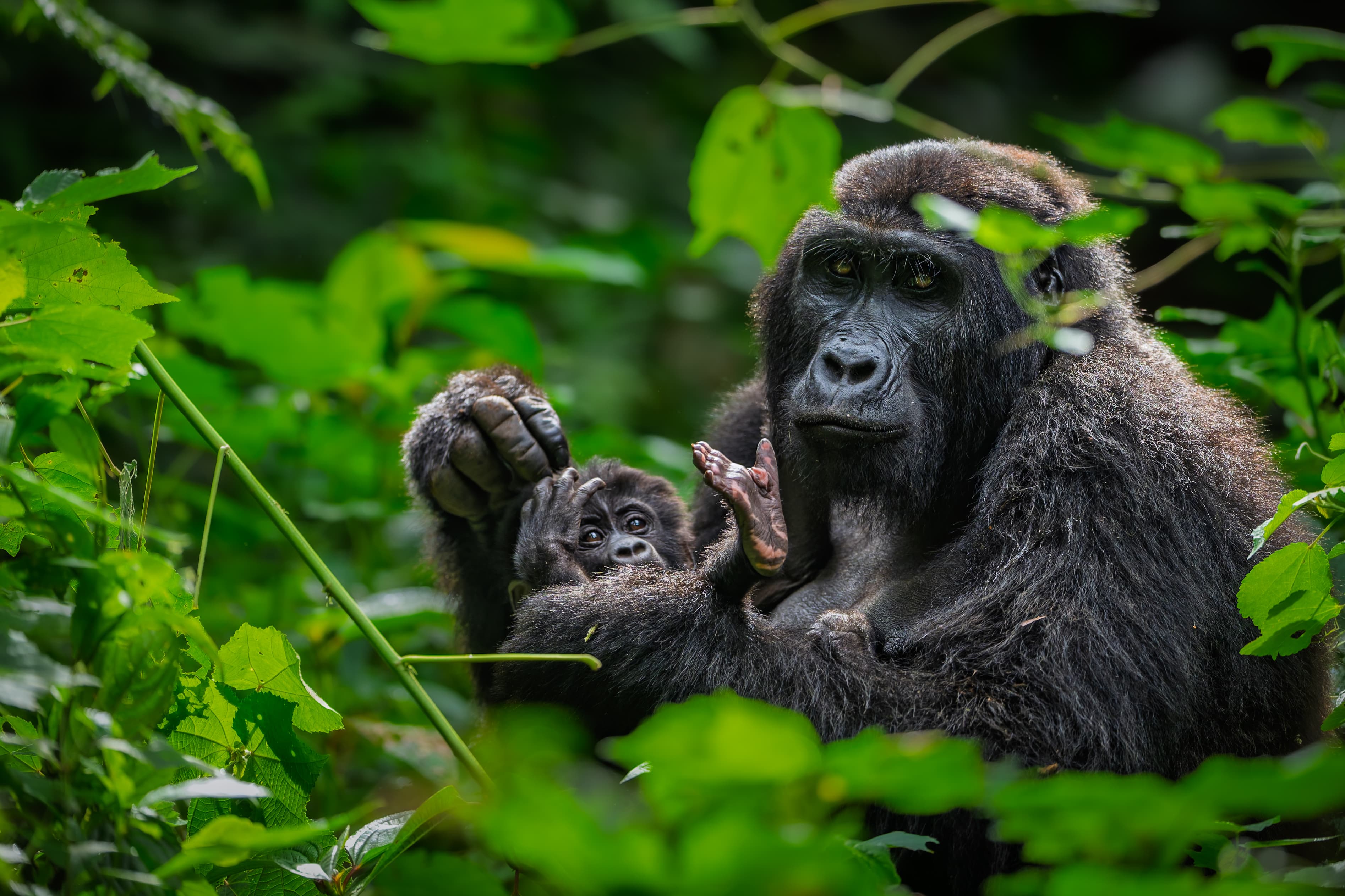 Behind the Lens: Uganda with Darren Donovan