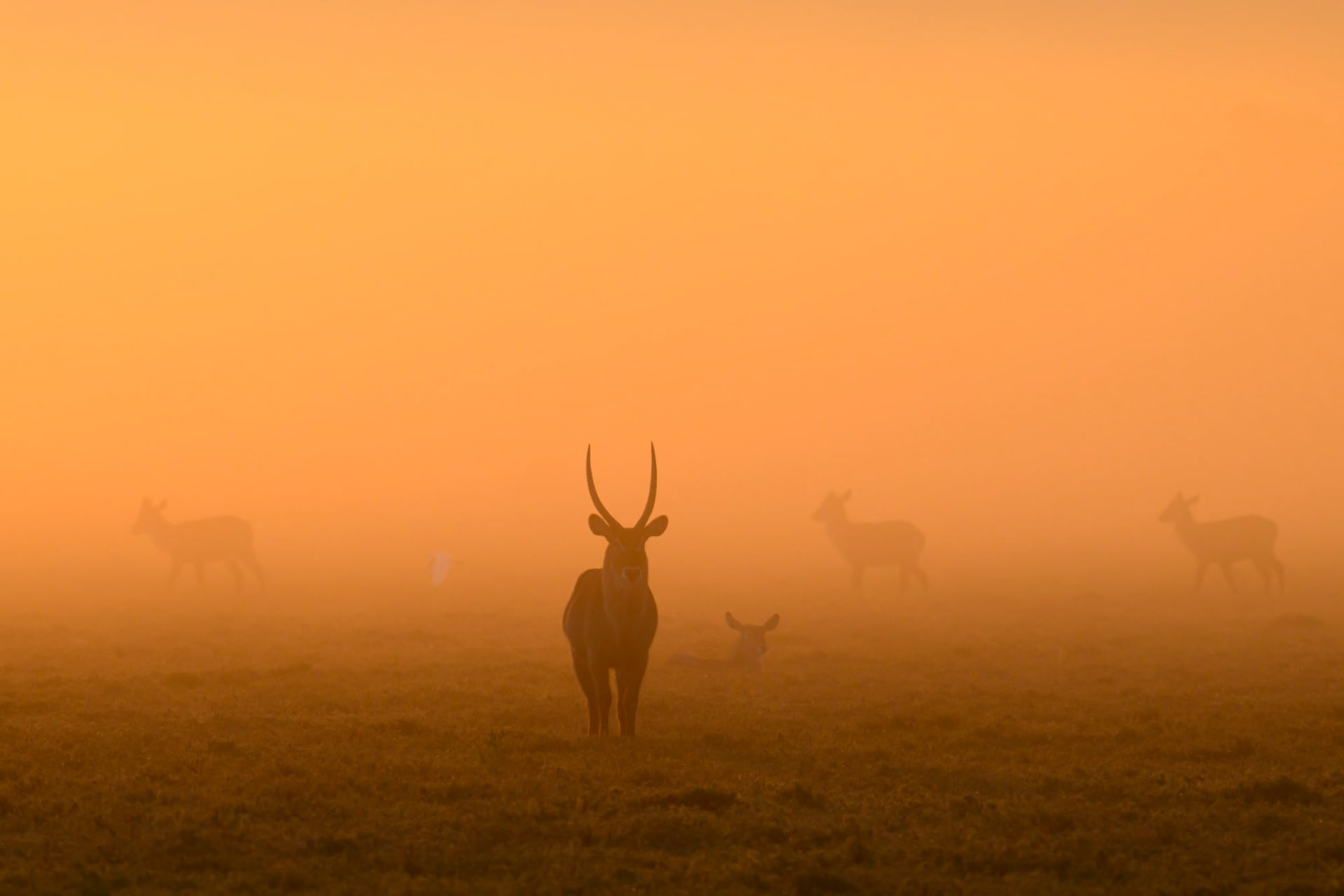 Beyond the Lens: Gorongosa with Shem Compion