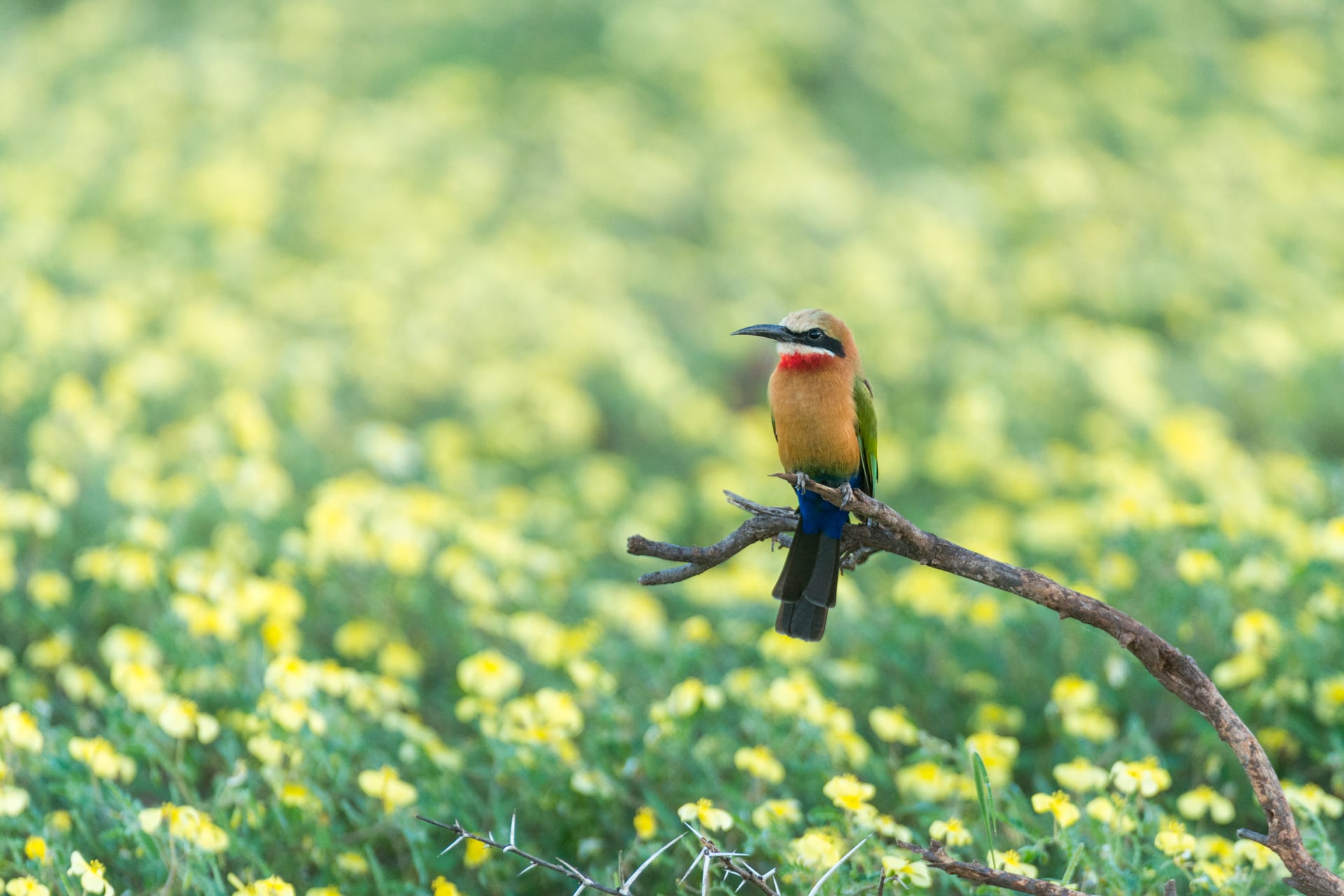 Bird Photography: Six Camera Settings That Will Improve Your Hit Rate