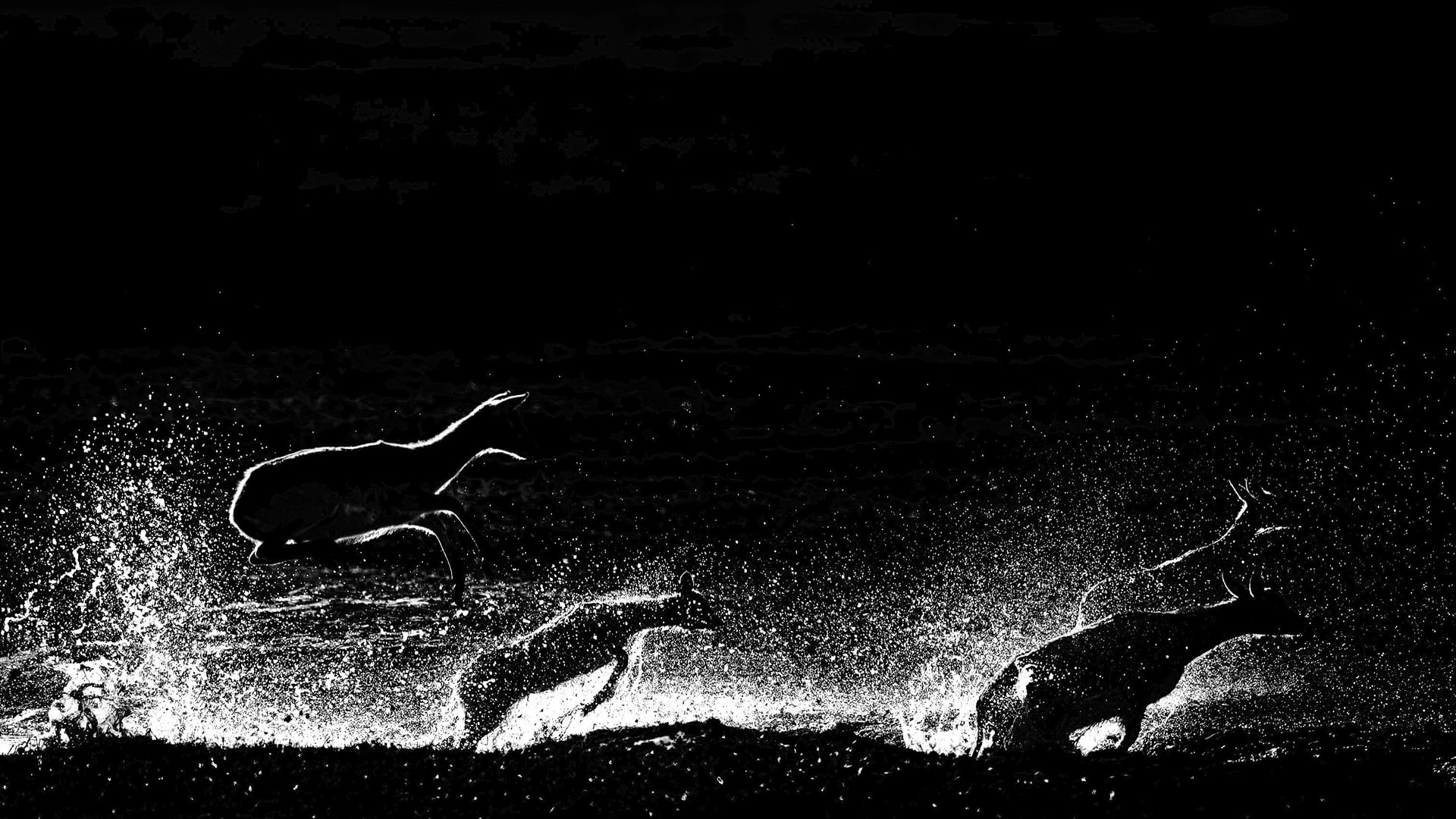 Nikon Z6 III Settings That Will Improve Your Wildlife Photography