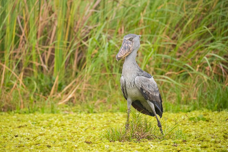 Uganda Photo Safaris