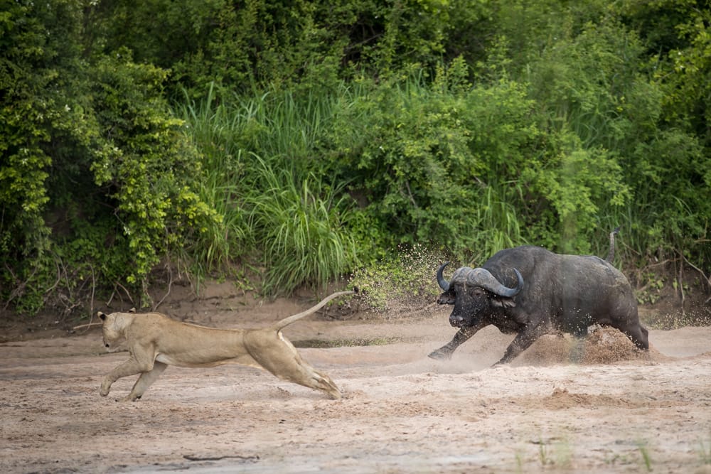 Zambia Photo Safaris