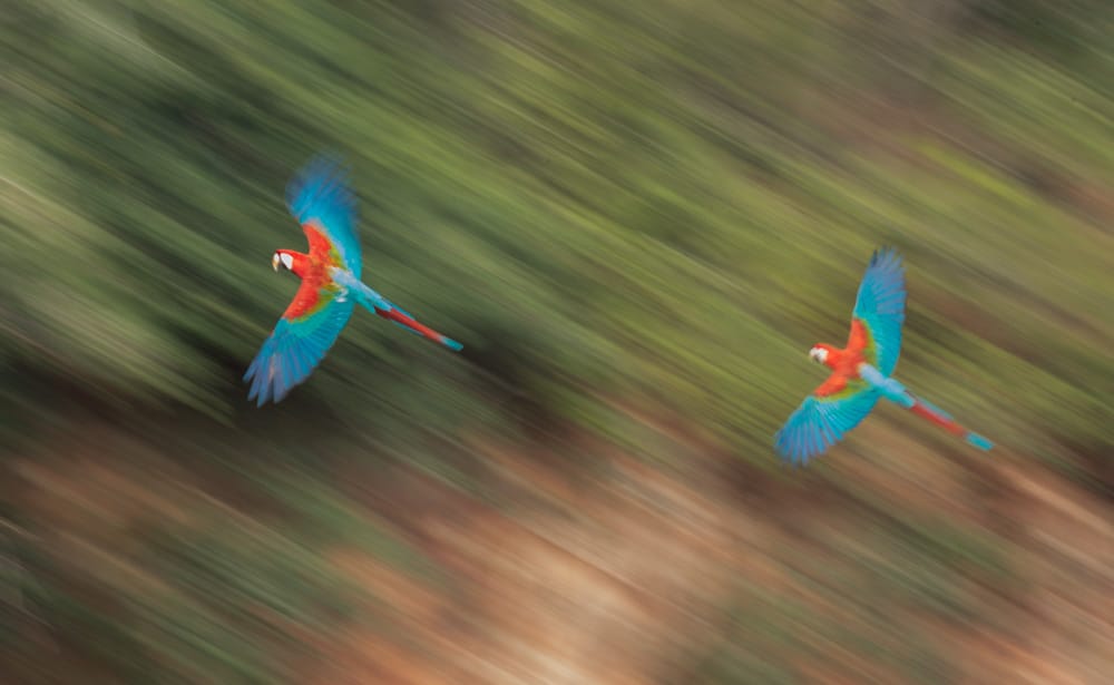 Brazil Photo Safaris