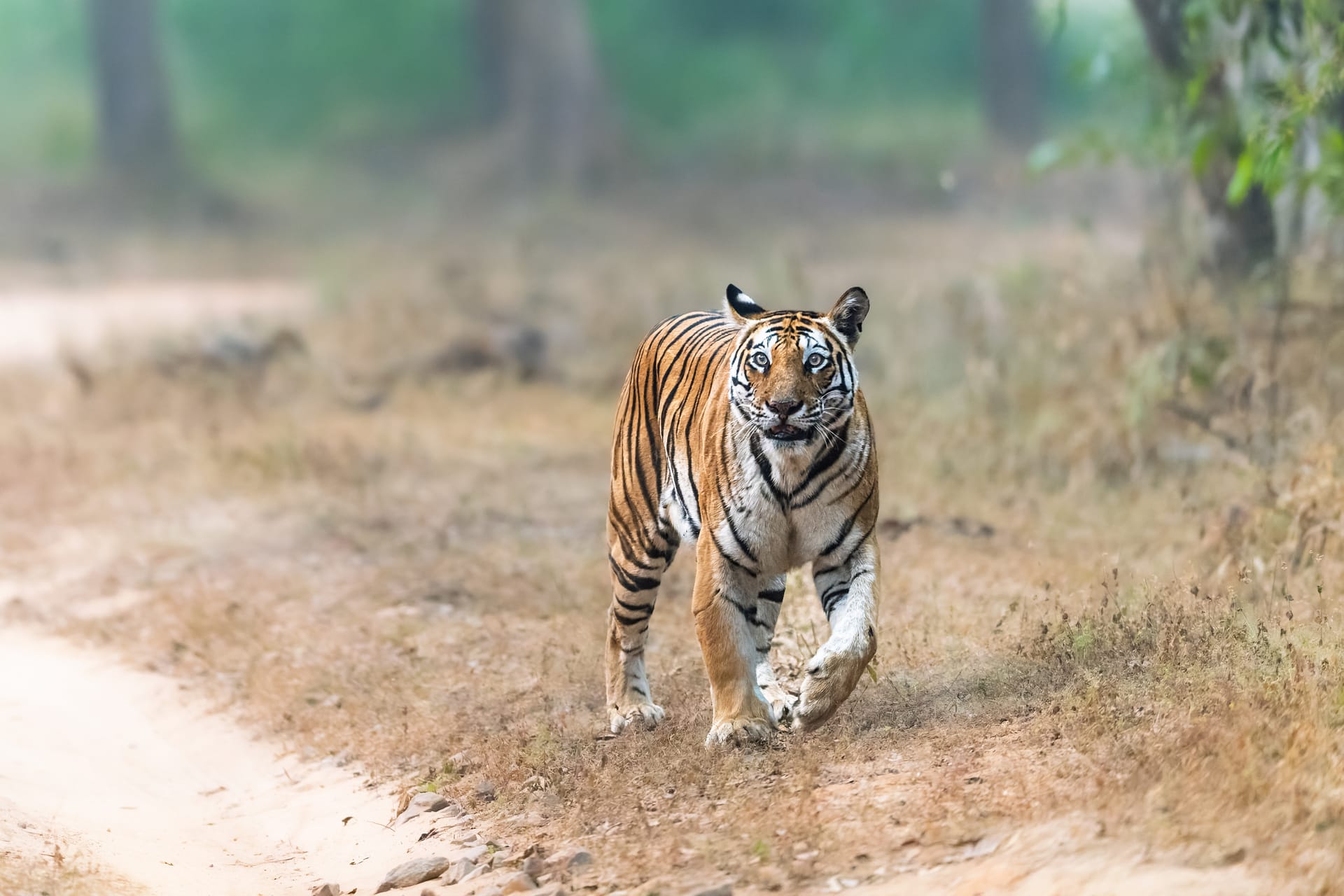 India Photo Safaris