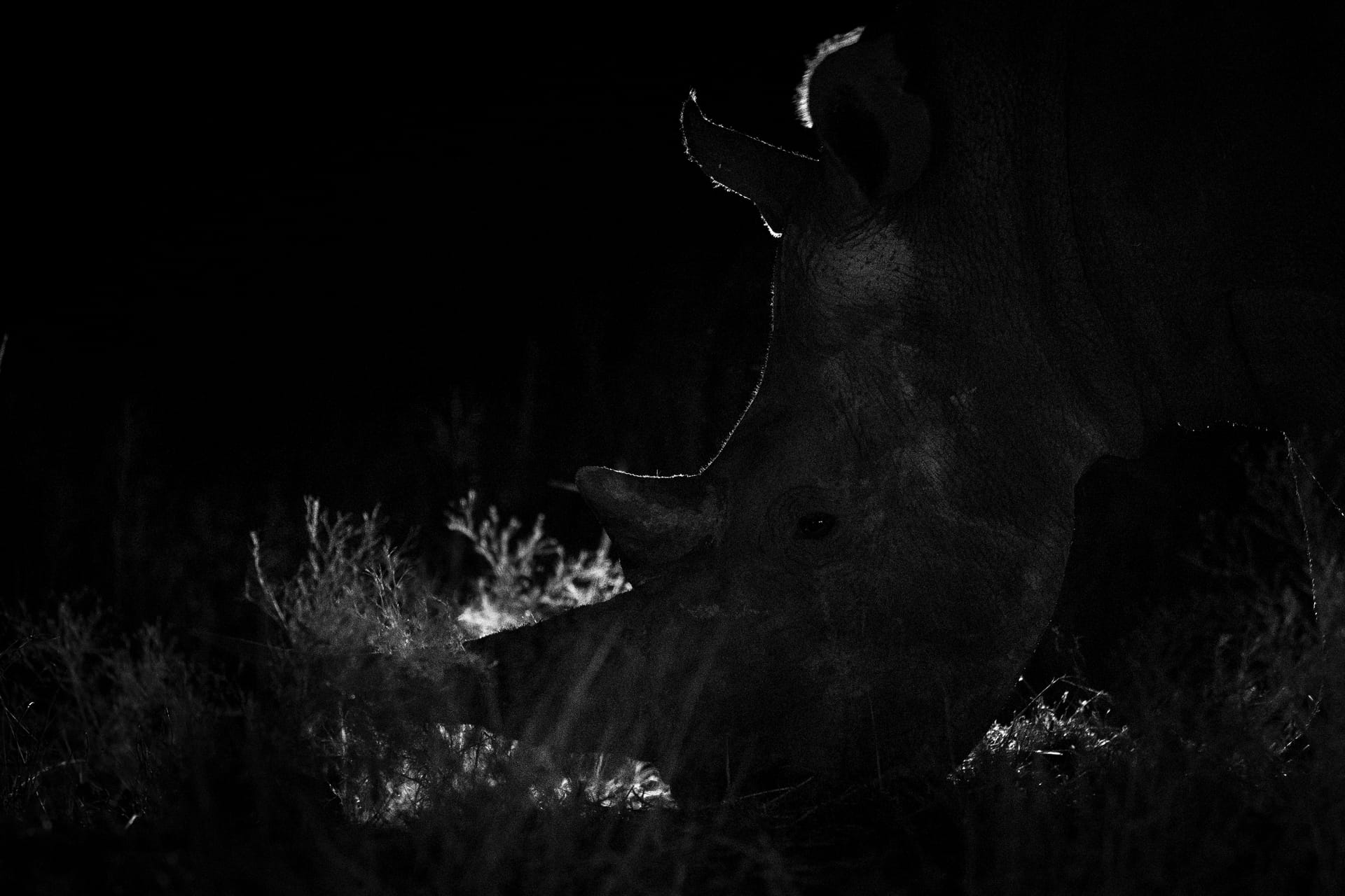 Join the Rhino Rewilding Project