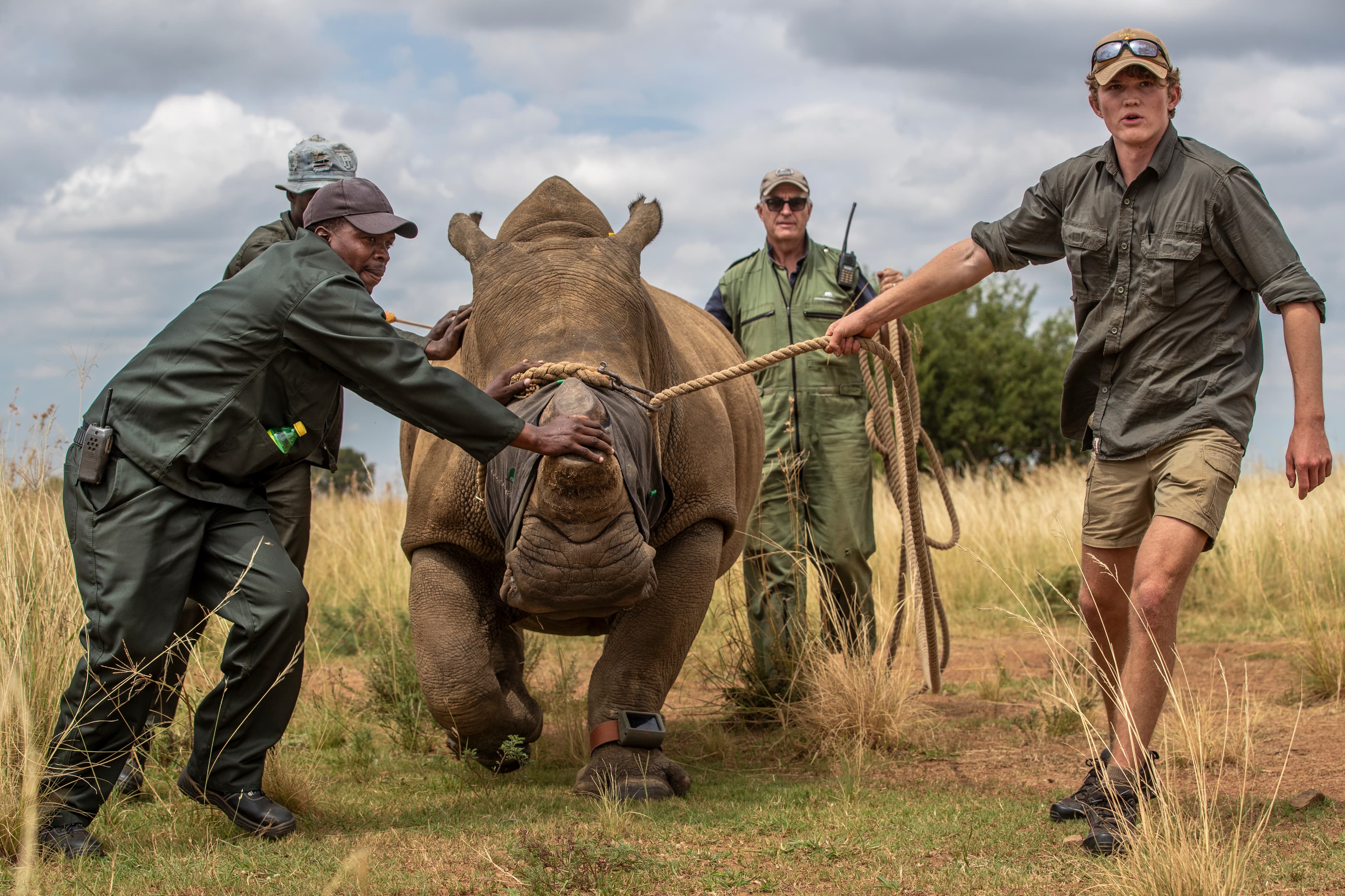 African Parks Rhino Rewilding Conservation Project
